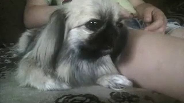 О породе контенинтальный той спаниель (папильон) ||Monya Dog and Ksusha ? ? ? смотреть онлайн