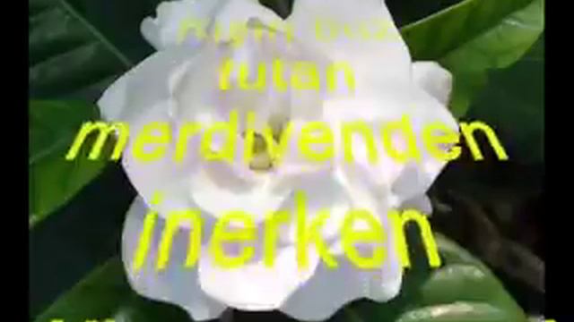 Gardenya смотреть онлайн