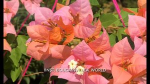 Бугенвиллия Hugh Evans