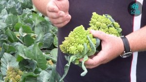 Цветная капуста Вероника