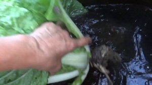 Пекинская Оранж мини , ранняя,готова к употреблению.