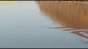 Интересное явление морские животные(касатки) в пресной воде Амура.avi