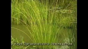 Пруд Какие растения выбрать для пруда
