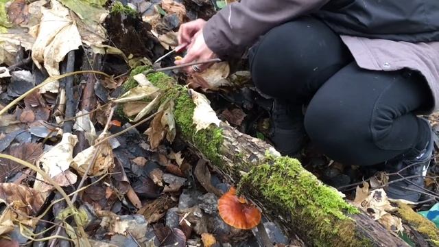 Зимний опёнок. Поздние грибы. смотреть онлайн