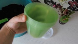 Колеус. Как вырастить колеус быстро. Размножение колеуса.