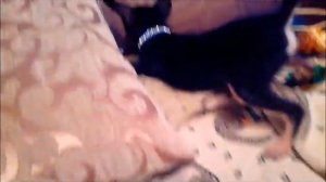 Той-терьер играет с крысой!!!?? Той терьер + крыска?