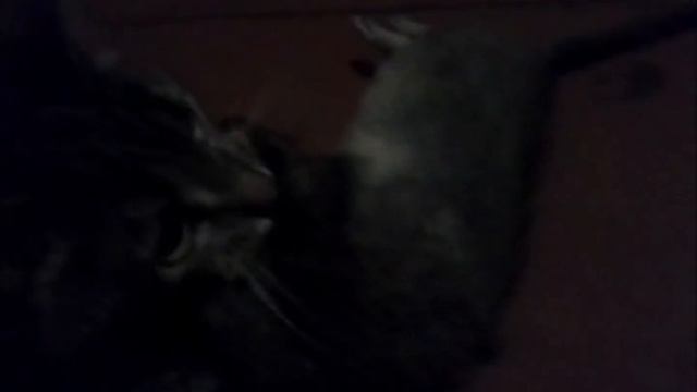 КОТИК поймал ЗДОРОВЕННУЮ КРЫСУ ) смотреть онлайн