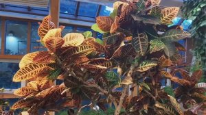 В ПЕРВОМ ОРАНЖЕРЕЙНОМ КОРПУСЕ - ЦАРИЦЫНО (1)