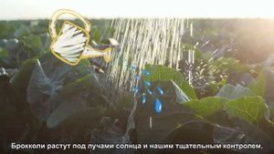 Как мы делаем пюре из брокколи «ФрутоНяня» «Первый выбор»?