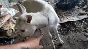 Самодельный ошейник для козы своими руками !   Всем на заметку