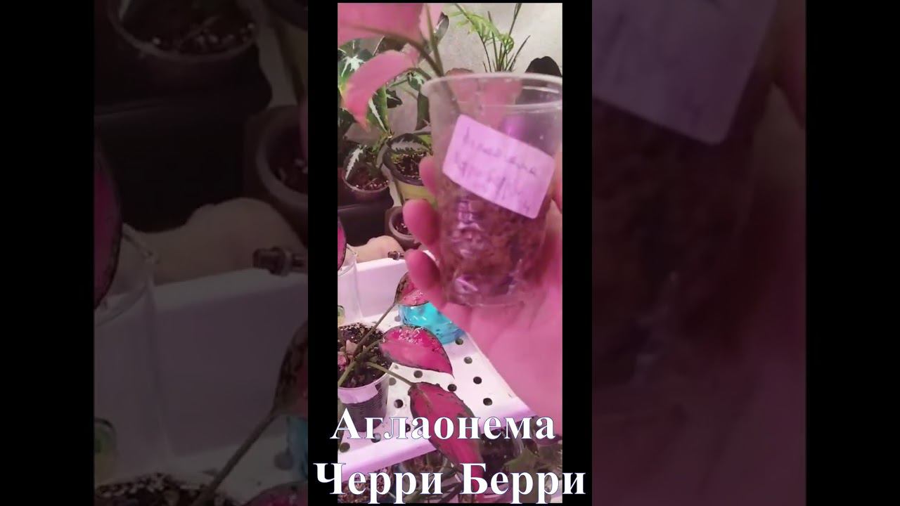 Аглаонема
