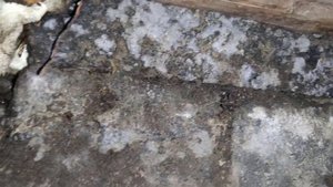 Избавление дома от домового гриба Повреждения более существенны, вскрываю удаляю и грущу