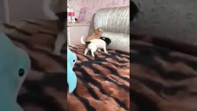 Щенки чихуахуа от нашего Мажорика