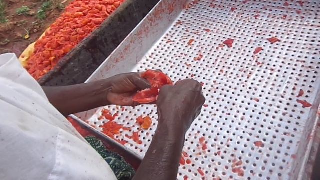 Seed making process | Hybrid tomato seed | Good Quality Seed | Sahavi Hybrid Seeds
