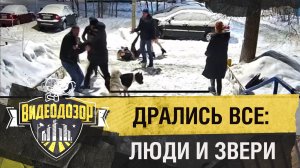 В массовой драке сошлись парни, девушки и собаки | Видеодозор