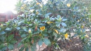 Флора Израиля. О Соландре крупноцветковой, краткая информация