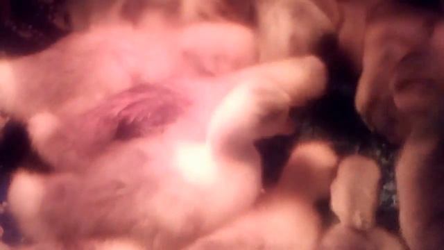 Гуси породы Крупная серая кушаю травку смотреть онлайн