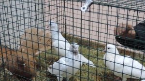 Выставка голубей г. Александров 15.02.2020 г.