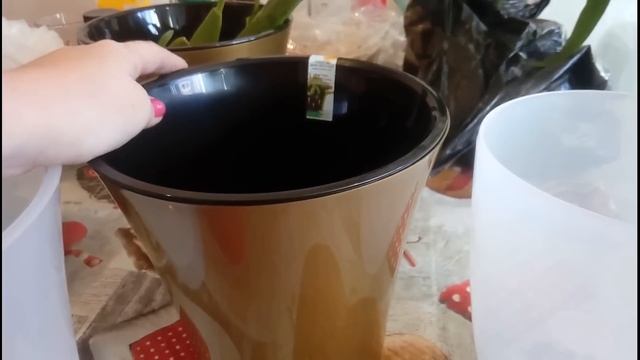 ОРХИДЕИ: ОПЯТЬ ПРО ГОРШКИ :) смотреть онлайн