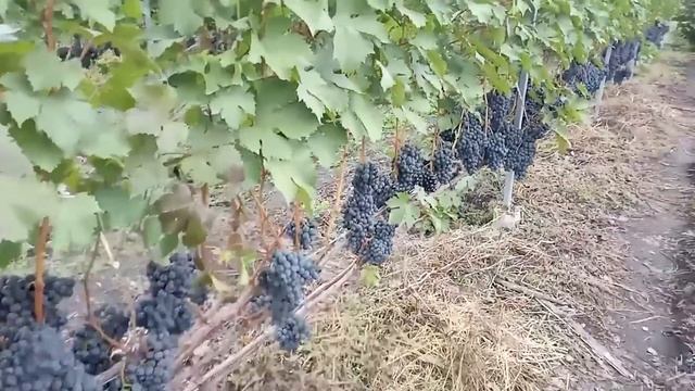 Какая прелесть! Латвия отобрала у Италии рынок РФ! смотреть онлайн