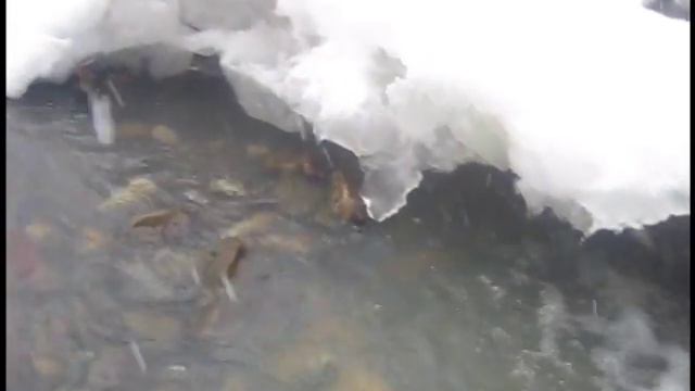 Гузерипль смотреть онлайн