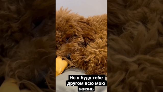 У собаки одна цель в жизни: подарить свое сердце. 🥰 смотреть онлайн