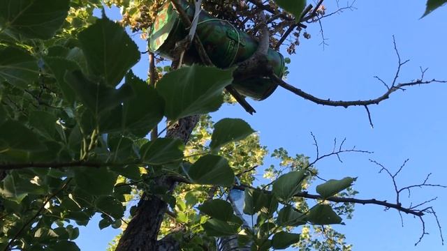 Цветёт Липа. Рои Летят.очередной рой 2020 смотреть онлайн