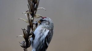 Что едят Чечетки