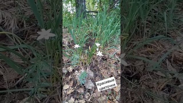 #цветочки белые. #май #дача смотреть онлайн