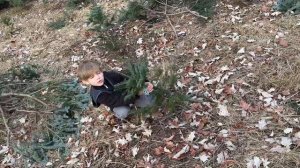 Рождество в Америке. Выбираем елку на ферме!