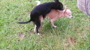 Perro se desmaya en pleno polvo - La vas a matar perro.