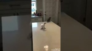 Я ядрёный как кабан????