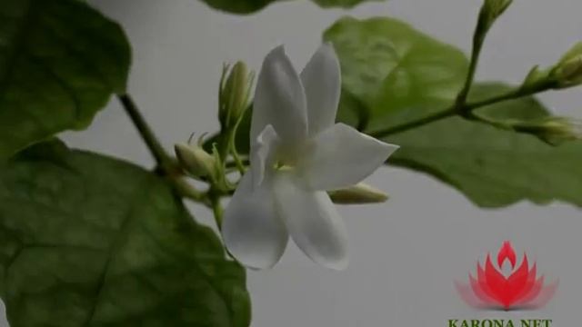 Жасмин «Самбак» смотреть онлайн