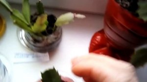 Коллекция декабриста увеличивается. Почему отвалился бутон!?