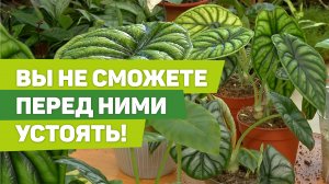 Алоказия Дракон и Шкура дракона. Секреты выращивания, пересадки, размножения