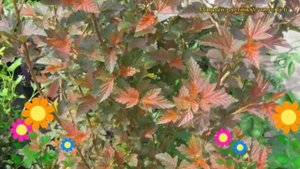 Пузыреплодник калинолистный Андреа. Краткий обзор, описание physocarpus opulifolius Andrea