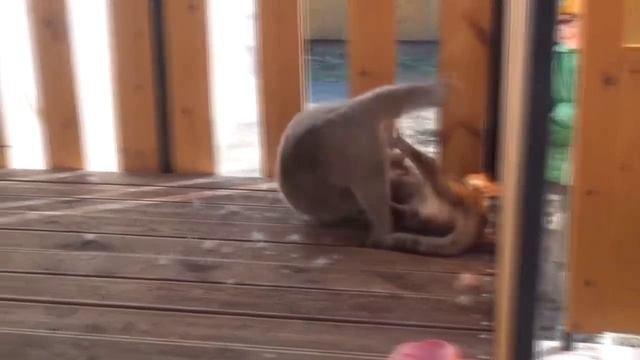 жизнь котов 4 смотреть онлайн