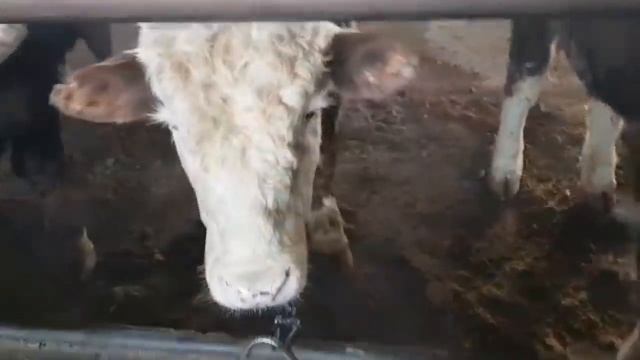 Содержание быков в стойле