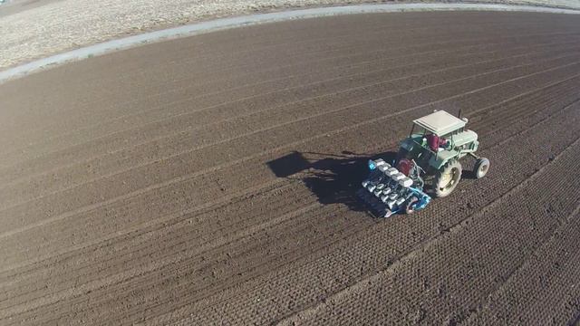 Planting onions 2014. Pflanzzwiebeln 2014.