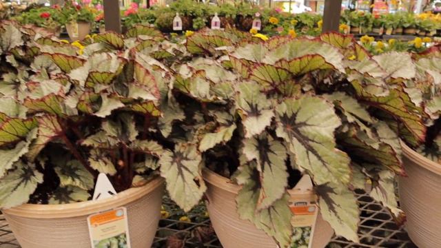Plant Shopping at Lowe's and Home Depot - Big Box Store Houseplant Shopping - Charlotte, NC смотреть онлайн