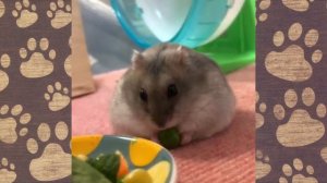 СЕМА И БАБУЛЯ дрессировка) СМЕШНОЕ ВИДЕО ПРО ХОМЯЧКА ДЖУНГАРИКА!