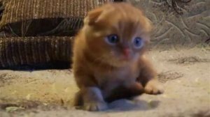 Самый милый котик Симба. Рыжий котенок / Cute ginger Kitten Simba.