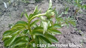 Частые вопросы о пионах . Почему завял стебель  ,скрутился лист , много муравьёв .