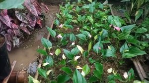 update tanaman anthurium bunga wa 088233660820