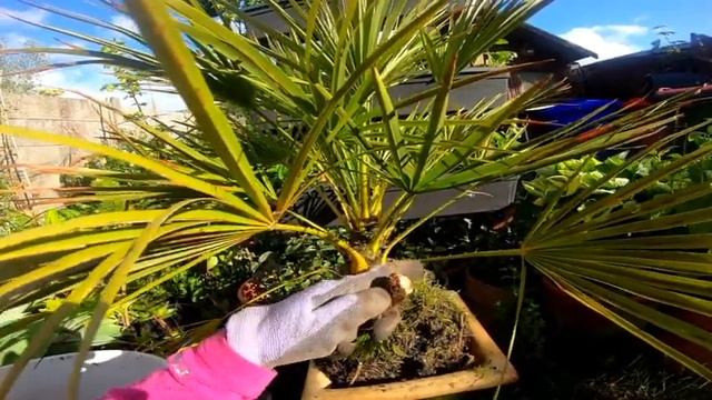Chamaerops Humilis-European/Mediterranean Dwarf Fan Palm | Repotting And Care Tips | Bida Plantline