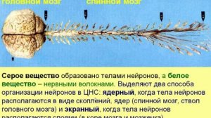 Нервная система-1. Видеолекция С.М.Зиматкина (11)
