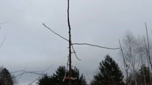 Обрезка яблони в интенсивном саду. Сорт яблони Имант.