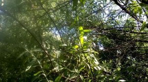 Дикая маслина    /  Лох узколистный/ ---лекарственное растение!!! Широкое применение в медицине.