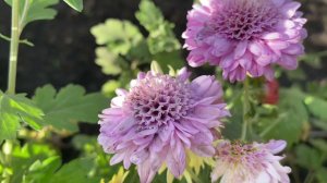 Хризантема-последние краски осени.