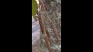 Grey alder (Alnus incana) - male catkins - November 2017